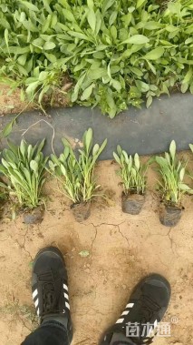 高度15厘米金鸡菊