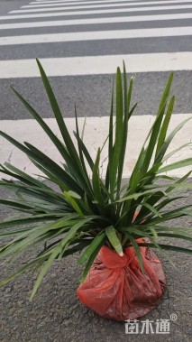 高度20厘米兰花