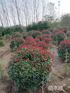 冠幅120厘米红叶石楠球