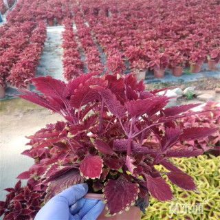 高度30厘米彩叶草