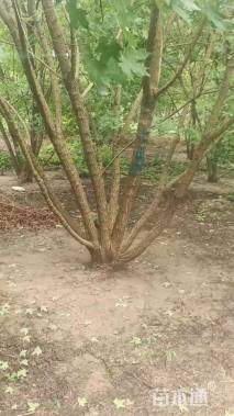 高度700厘米丛生元宝枫