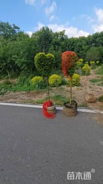 3公分造型亮晶女贞