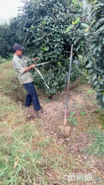 高度300厘米中华石楠