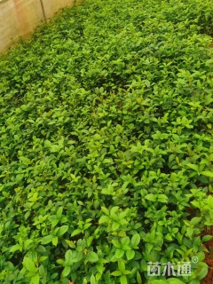 高度25厘米四季桂小苗