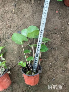 高度30厘米大吴风草