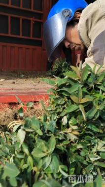 高度25厘米金丝桃