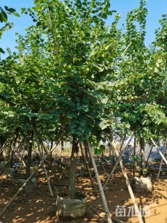 18公分红花羊蹄甲