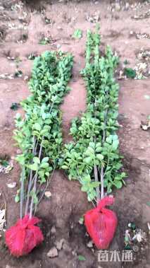 高度150厘米北海道黄杨