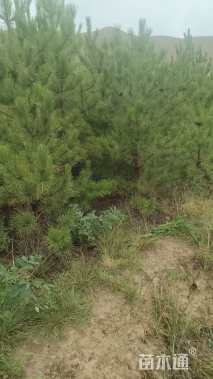 高度200厘米油松