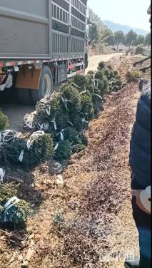 冠幅60厘米龟甲冬青球