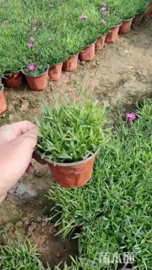 高度10厘米欧石竹