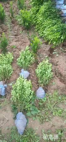 高度50厘米小叶黄杨