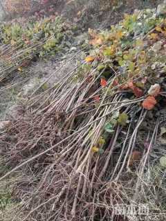 高度10厘米黄栌小苗