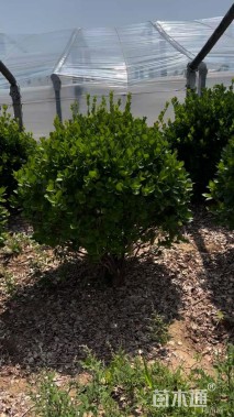 冠幅80厘米胶东卫矛球