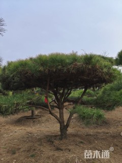 高度200厘米油松