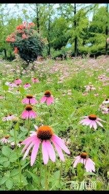 通货松果菊种子
