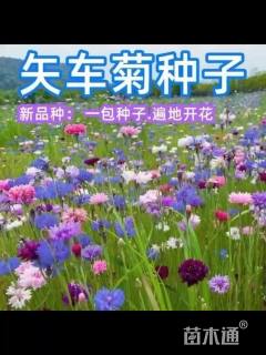 矢车菊种子