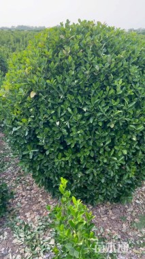 冠幅151厘米大叶黄杨球