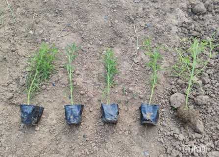 高度30厘米地肤