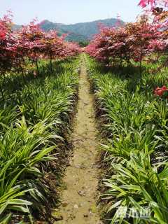 高度20厘米金边麦冬