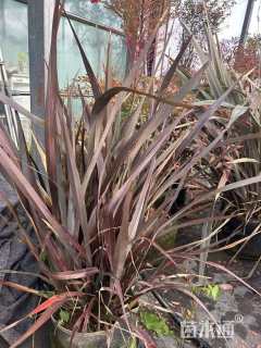 高度60厘米新西兰亚麻