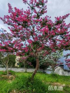 10公分造型紫薇