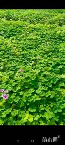 高度15厘米红花酢浆草