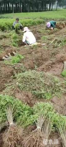 高度50厘米紫穗槐