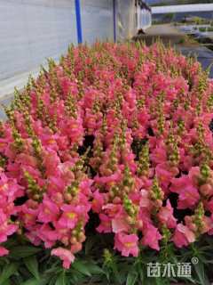 高度28厘米金鱼草