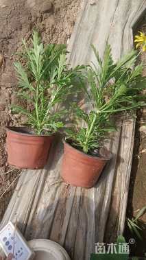 高度30厘米木春菊