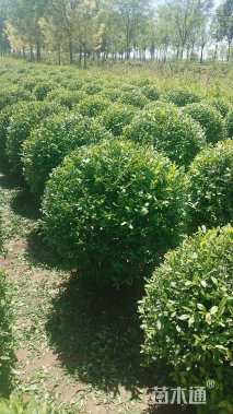 高度1200厘米丛生紫丁香