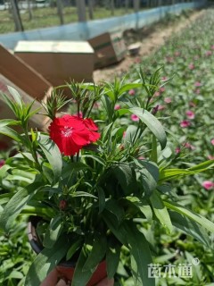 高度18厘米石竹