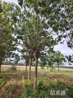 18公分楸树