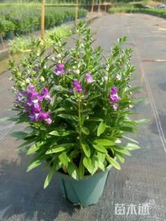 高度30厘米香彩雀