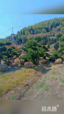 移栽苗造型罗汉松