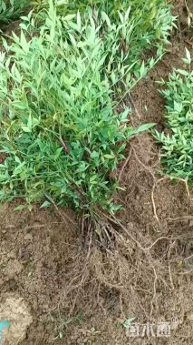 高度30厘米南天竹小苗