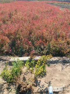 高度50厘米珍珠绣线菊