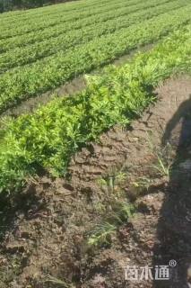 高度45厘米金森女贞