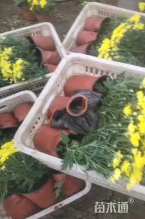 高度25厘米国庆菊