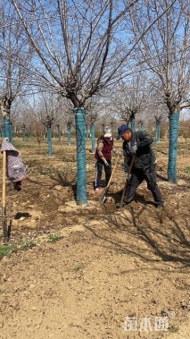 12公分高杆樱花