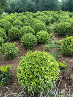 冠幅120厘米小叶女贞球