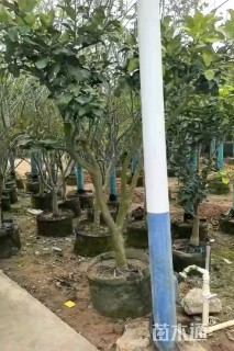 8公分柚子树