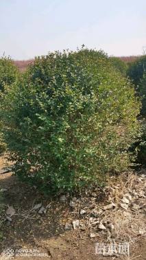 冠幅150厘米小叶女贞球