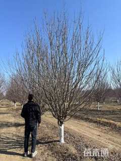 18公分八棱海棠