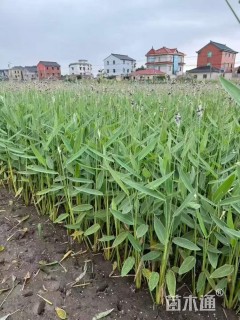 高度40厘米再力花