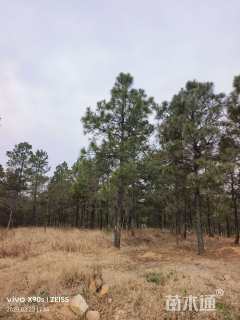 高度700厘米马尾松