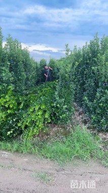 高度200厘米红叶石楠柱