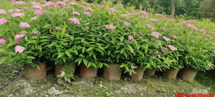 高度25厘米粉花绣线菊