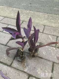 高度15厘米紫叶鸭跖草