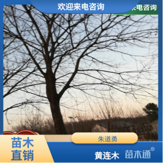 35公分黄连木